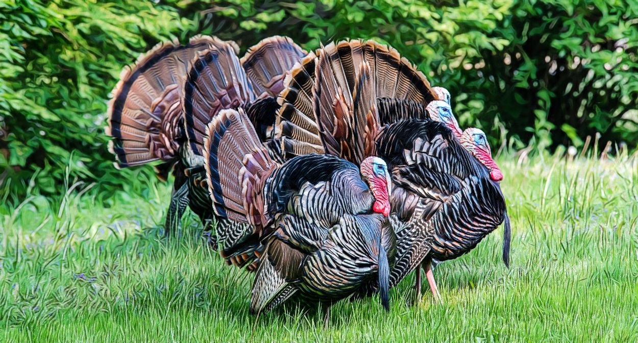 I'm a Turkey; He's a Turkey... - Story Power Marketing