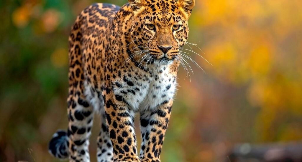 A leopard with golden fur and black spots walks forward, staring intently. The background is blurred with shades of green and yellow, suggesting a natural outdoor setting.